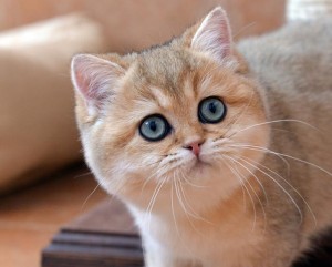 Шиншилла. Завуалированный Золотой Окрас Британских Кошек. Фото золотых британцев: британских котят, котов, кошек. Золотой британский кот: стандарт окраса. Золотистые британцы: фото галерея.